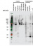 RpoC1 | RNA polymerase beta' subunit (chloroplast) 